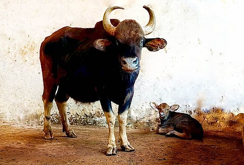 28 people were injured in Indian Gaur attack in Kodaikanal for the past five years