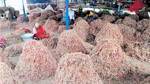 Small onions stored in a field at Chettikulam in Perambalur district