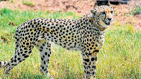 Image used for representational purpose.