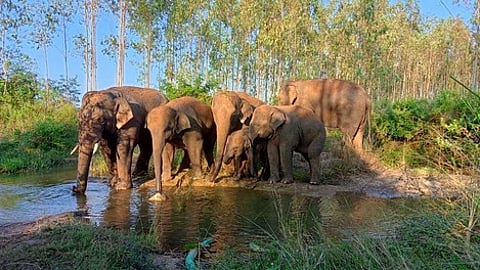Despite best efforts, the herd was not leaving the place, possibly because of the calves.