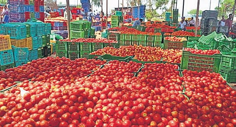 Farmers stated that millet and tomato exposure could improve production of Value Added Products (VAP) and encourage more farmers to crop native crops.