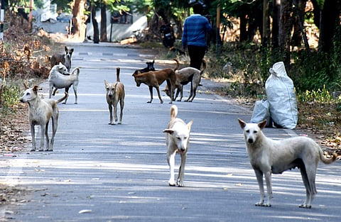 From Tirupati to Nellore, Kurnool, Kadapa, and Anantapur, the crisis has prompted varied responses from municipal bodies, though funding shortages and enforcement gaps persist.