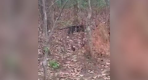 Video grab of the young melanistic tiger.