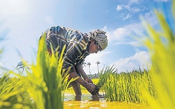 Farmers who started sowing by March-end/April this year can go for two crops — with 65-85 days of cropping that can be harvested in June second week.