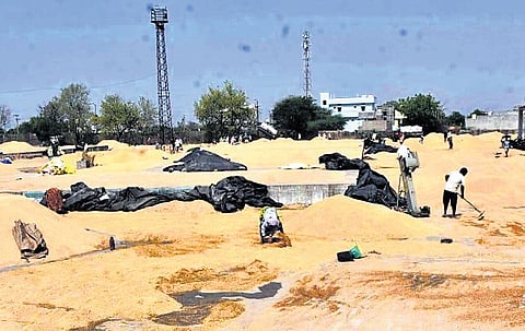 Farmers said that thousands of quintals of harvested paddy are lying unsold in the open at mandis due to sluggish pace of procurement.