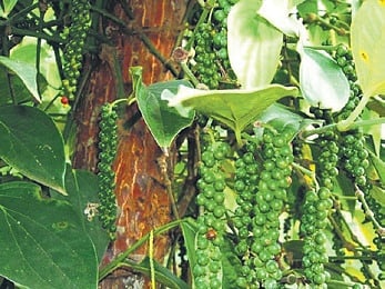 Pepper to touch Rs 1000/kg as erratic weather, diseases slash output by 40%