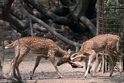 Ruling on the bustling herd at A N Jha Deer Park in Hauz Khas, the SC said that only 38 deer may remain there. The rest are to be politely escorted to greener addresses in neighbouring states.