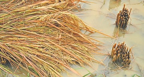 Agriculture and horticulture in Ambedkar Konaseema district are facing severe decline due to water mismanagement, uncontrolled aquaculture, and environmental negligence.