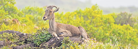 Out of the 1,303 Nilgiri Tahrs identified in 177 blocks in Tamil Nadu, 334 are found in the Grass Hills National Park in the Anamalai Tiger Reserve (ATR) and 282 in the Mukurthi National Park.