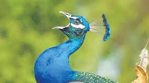 There is also the fear of increasing road kills of peacocks, poisoning them to save crops and people harming them otherwise.