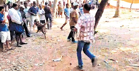 Sniffer dog along with police during investigation