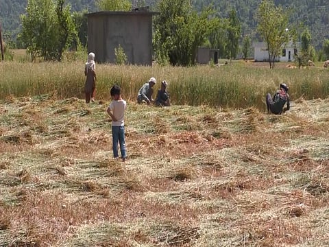 Farmers in J&K harvest early as border tensions rise following the Pahalgam terror attack
