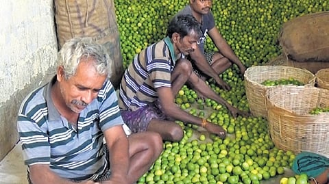 Cultivation of lemon spans nearly 43,000 acres across the district, with four major markets in Nellore region - Podalakur, Venkatagiri, Jayampu and Gudur - forming the hub of lemon trade.