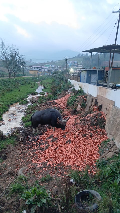 A gaur consuming carrot along the Kethi-Palada drainage channel near Ooty.