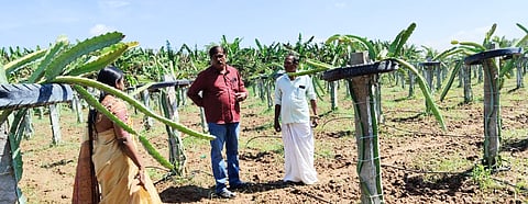 Officials inspecting a dragon fruit farm in Tiruchy