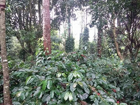 Coffee plantations in Vathalmalai in the Dharmapuri district.