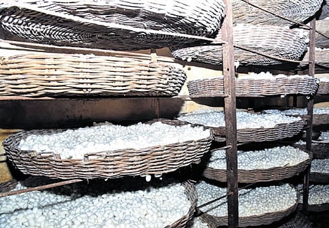 International studies have found silk cocoons to be rich in amino acids, healthy fats, omega-3, minerals and vitamins.