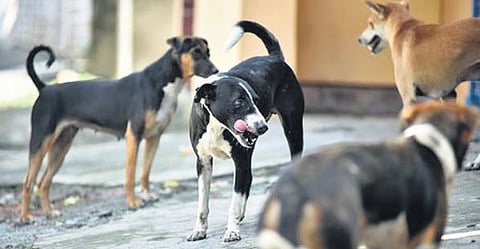 Kerala reported around 3.17 lakh dog-bite cases in 2024.