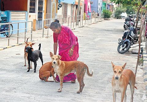 S Kalaivani stepping out of her iron shop to feed a pack of strays at Sathuvachari in Vellore