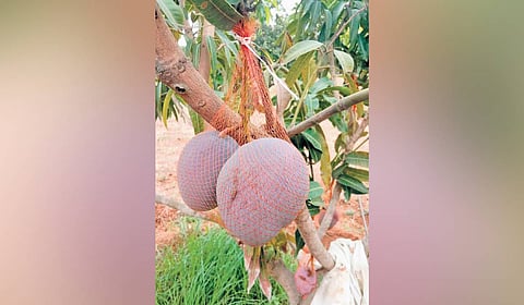 Miyazaki mangoes are wrapped with a plastic mesh to protect them from damage