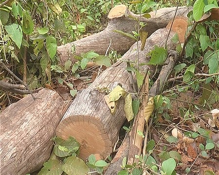The illegal action of felling trees is being attributed to the unholy nexus of forest and revenue authorities with local coal and timber mafia.