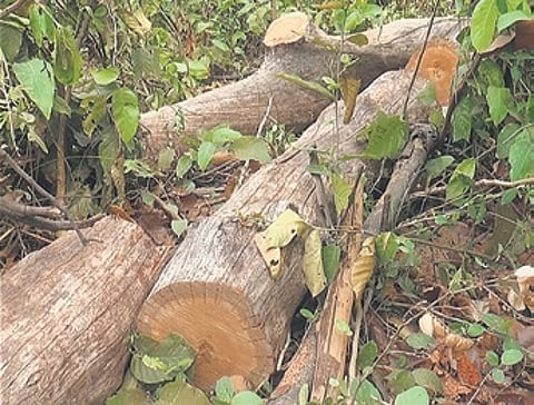 Trunks of trees felled illegally in Kastuna revenue forest