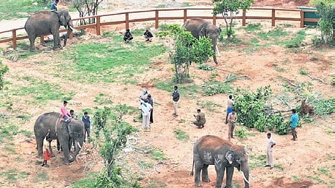 The elephants arrived at the Palamaner forest camp on Wednesday night.