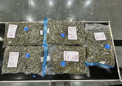 DRI has recovered 29.88 kg of hydroponic weed from two passengers at Bengaluru