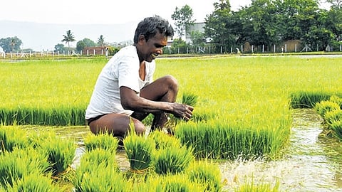 Due to the lack of written agreements, only a limited number of tenant farmers have received CCRCs