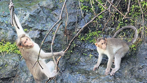 Bonnet macaques at Cheeyappara in Idukki