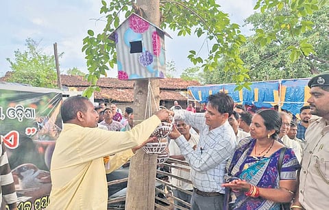 Eco-friendly nests hung on trees for birds during ‘a day for the birds’ event