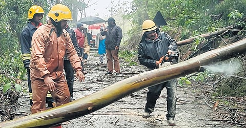 Fire and rescue services personnel clearing the trees uprooted by heavy rain and gale on the Avalanche Road in Nilgiris district on Sunday