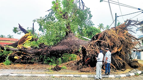 Marking the end of a legacy, a 200-year-old giant tree in Fort Kochi was uprooted on Sunday following heavy rain and wind