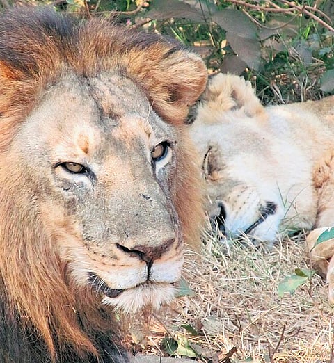 Ranchi Diary | Birsa zoo eyes lion pair from Chhattisgarh