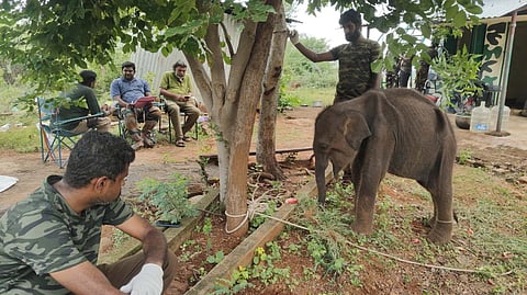STR and Sirumugai forest range officials have been making efforts to reunite a calf elephant at Ethitmoonchi camp since Monday evening.