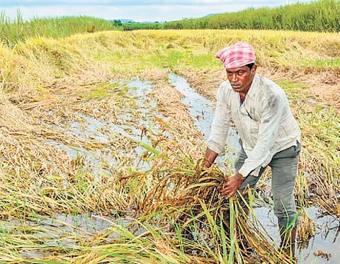 Increased MSP for Kharif crops