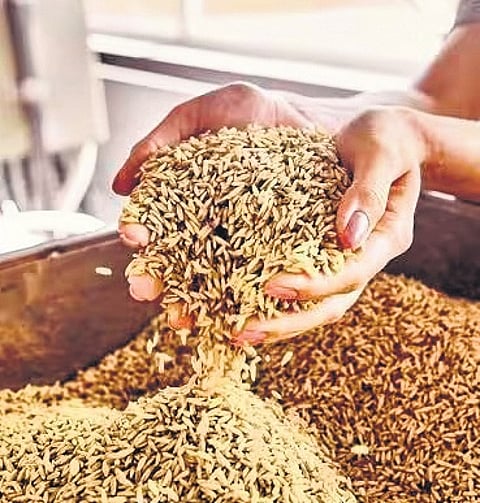 Food grain production all set to score new record