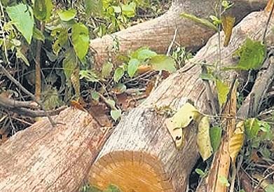 In order to maintain green cover for ensuring ecological balance and to regulate the felling and replanting of trees.