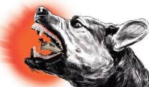 SC orders removal of all stray dogs from Delhi-NCR, slams animal activists over rabies deaths