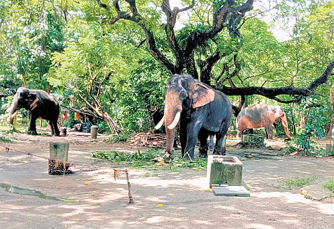 Elephants at Punnathur Kotta