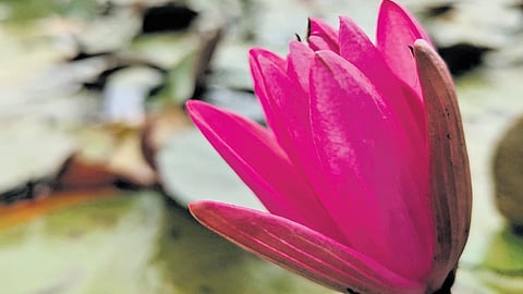 The water lilies of Malarikkal are now finding more use. According to Ajayan, another resident, there are some who seek their help in setting up water lily ponds in their gardens.