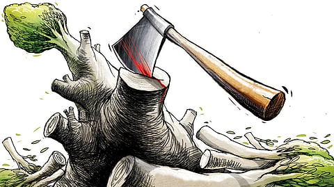 In accordance with the Karnataka Tree Preservation Act, 1976, the forest department has issued a public notice, dated May 31, 2025, giving citizens ten days to file objections regarding the proposed tree felling.