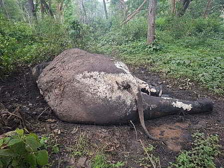 The carcass of the elephant, believed to be around 12 years old, was spotted early on Friday morning by a forest guard.