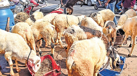A file photo of sheep kept for sale ahead of Bakrid at RT Nagar in Bengaluru.