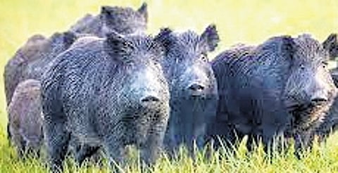 Sources said the Union Ministry of Forest and Environment has made it clear that it won’t accept the two demands put forth by the state government.