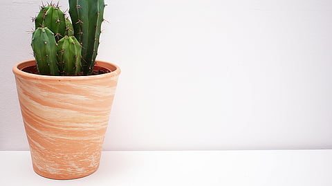 Why your cactus gets the monsoon blues