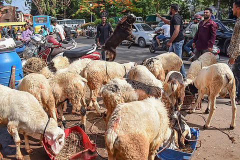 Sheep prices soar as Gandhi Jayanti closure adds to Dasara demand