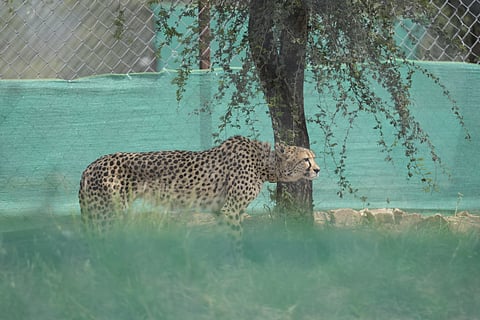 Project Cheetah on promising track, says new study, debunks criticism