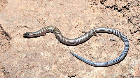 Riopa deccanensis or Deccan Gracile Skink, a new species of skink discovered by the Zoological Survey of India in the Eastern Ghats