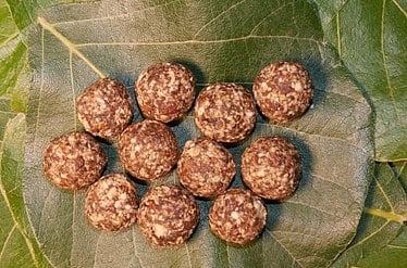 The Mahua tree, abundant in the forests of central India, produces flowers that are traditionally collected by tribal communities during April and May.